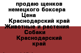 продаю щенков немецкого боксера › Цена ­ 7 000 - Краснодарский край Животные и растения » Собаки   . Краснодарский край